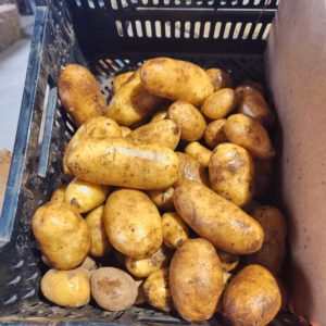 Little Hampton Farm Spudfest Discovery Day Sunday 3rd May 2026