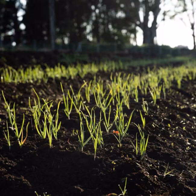 Little Hampton Farm | Daylesford Accomodation Garlic_2